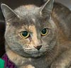  Animals - Dogs, Cats - 